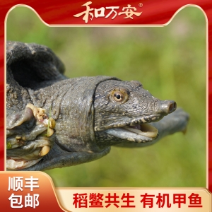 和萬(wàn)安稻鱉共養(yǎng)有機(jī)甲魚(yú)禮盒裝 順豐包郵
